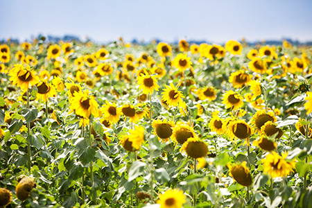 action-sunflower